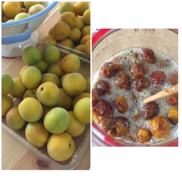 picture of making Japnese plum enzyme